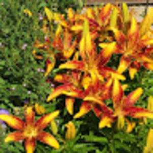 Meet your Posher, Weyinmi